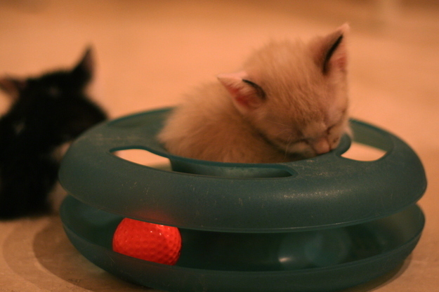 見るとやる気がなくなっていく眠る猫の画像