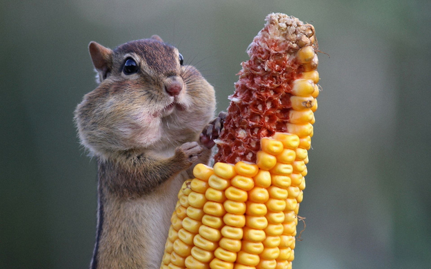 食欲のとどまるところを知らないシマリス