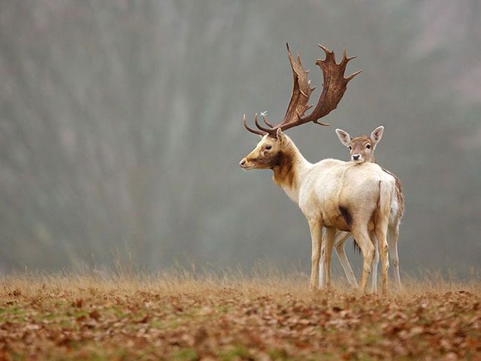 美しい野生の生き物の写真