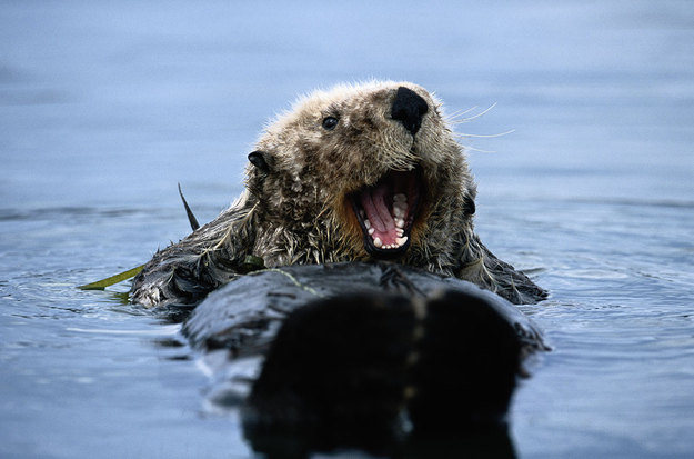 表情豊かなカワウソとラッコの写真