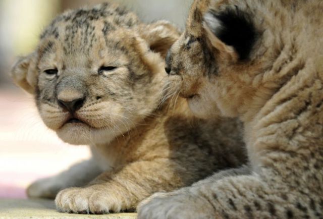 とてもキュートで可愛い動物の写真