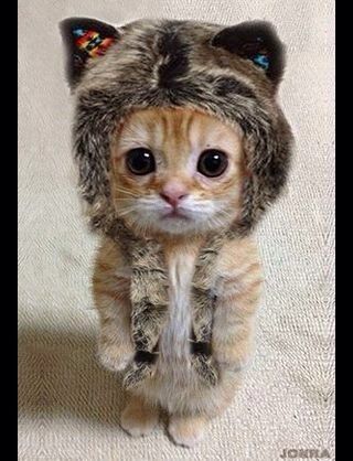 マジで可愛すぎる癒される猫の画像
