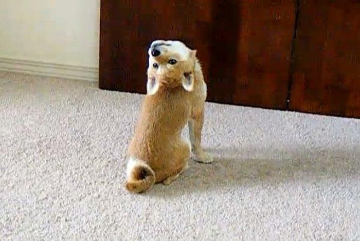 変顔や変な格好した犬の写真