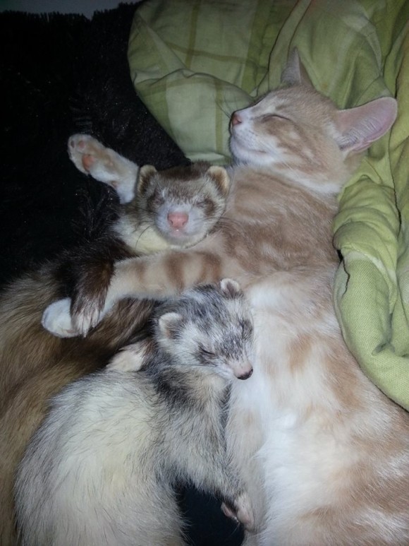 フェレットを多頭飼いしている飼い主が路上でさまよっている子猫を招き入れたらこうなった。