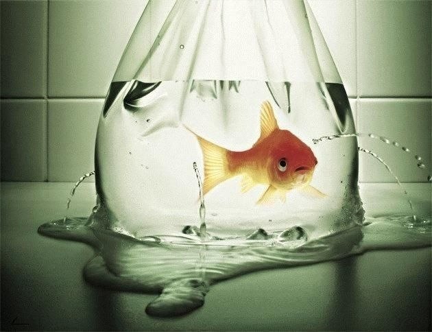 何だかほのぼのする動物の写真