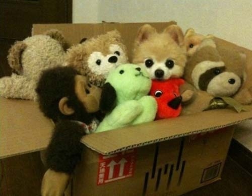 隠れるのが上手すぎる可愛い動物の画像