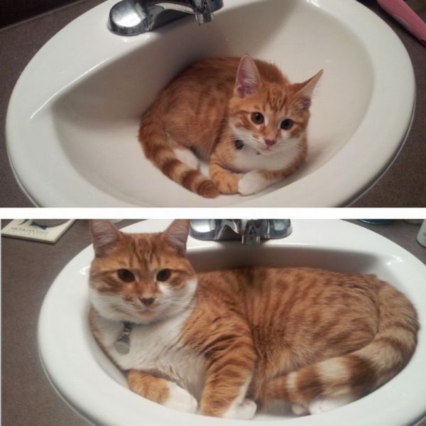 可愛い動物たちの画像が集まった写真