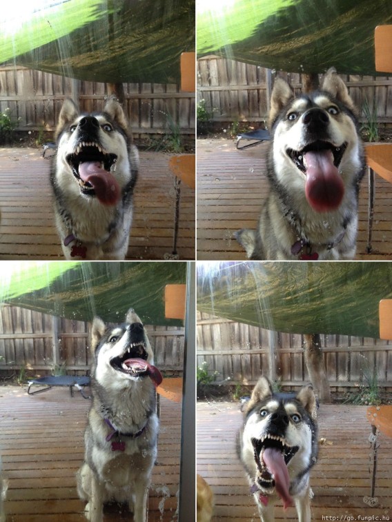 表情豊かすぎるハスキー、マラミュート犬の無敵な表情・ポーズ画像
