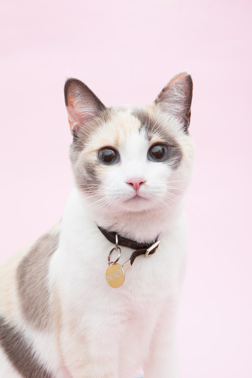 本当に可愛すぎる猫の画像