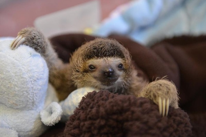 可愛すぎる動物の赤ちゃん画像
