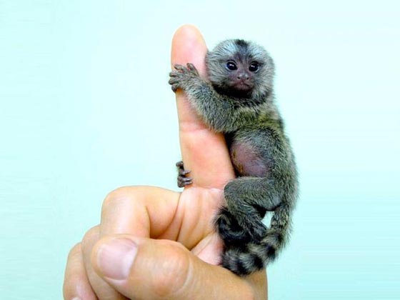 手乗り動物や虫たちが可愛い写真
