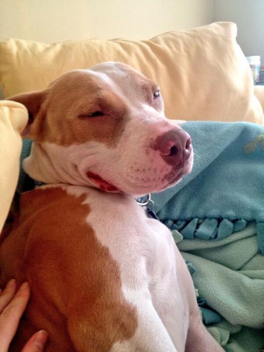 可愛すぎる動物たちが眠そうな写真