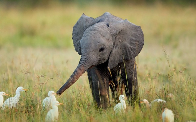 何だか笑える良い表情をした動物の画像