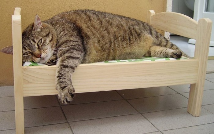 猫のために設計されたインテリアや小物が可愛い写真
