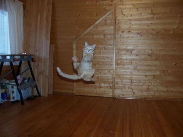 空中を飛行する可愛い猫たちの写真