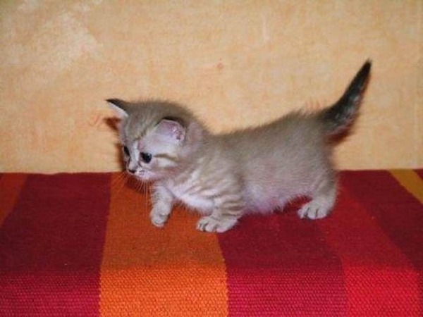 あまりの可愛さに驚くかわいい子猫の画像