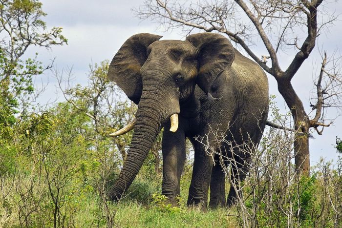 アフリカの野生動物たちの画像