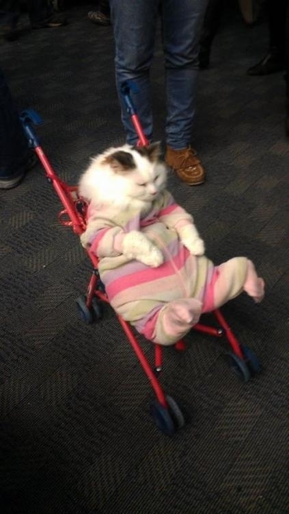 いろいろな姿を見せる動物たちの可愛い写真
