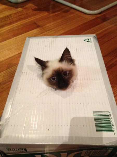 見ているだけで興奮してくる可愛い動物の画像