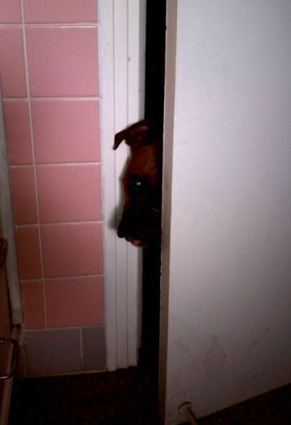 猫や犬の視線を感じる画像