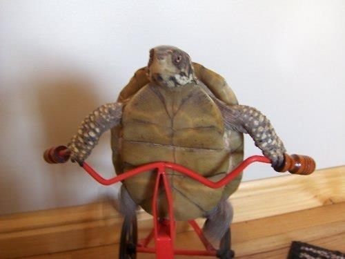 いろいろな姿を見せる動物たちの可愛い写真