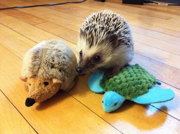 可愛いぬいぐるみと遊ぶ動物たちの写真