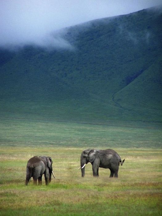 アフリカの野生動物たちの画像