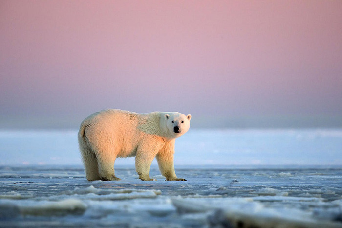 ホッキョクグマとアラスカの壮大な夕日が美しい写真