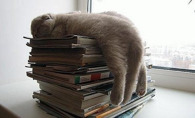 ぐっすり眠る動物たちの癒される写真