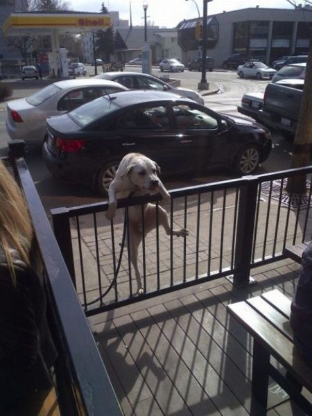 可愛すぎて一緒に笑っちゃう動物たちの写真