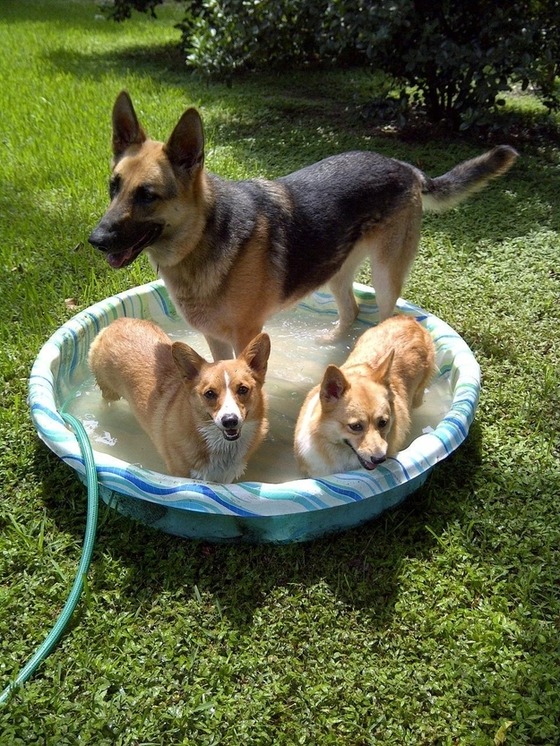 コーギー犬が可愛すぎてやばい写真