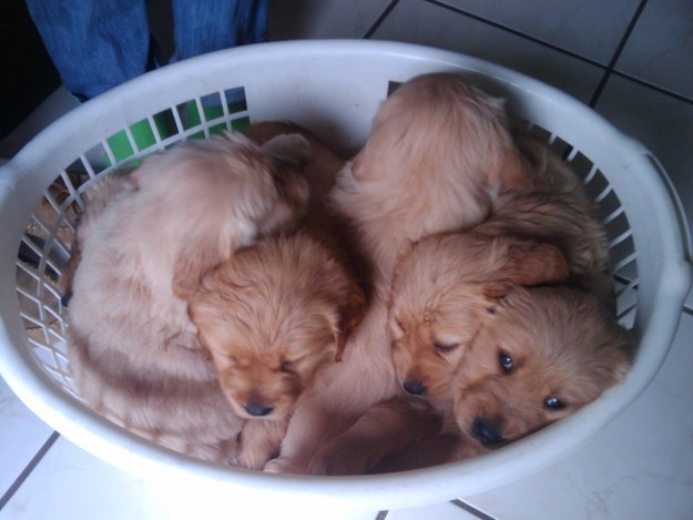 子犬のいっぱい詰まった夢のあるいれもの 