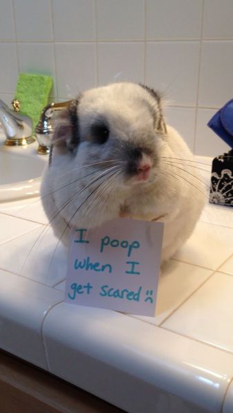 本当に可愛すぎる動物たちの写真