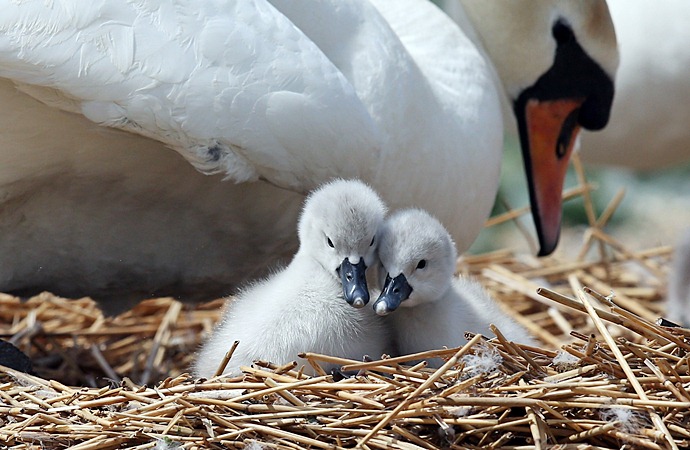 かわいい白鳥の子写真