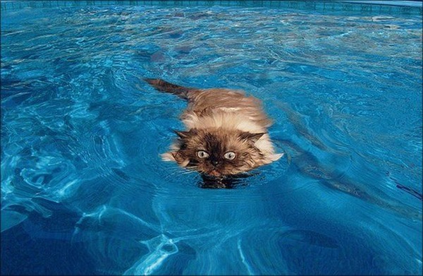 猫は水が苦手は嘘？？水泳を楽しんでいるかもしれない可愛い猫達の写真