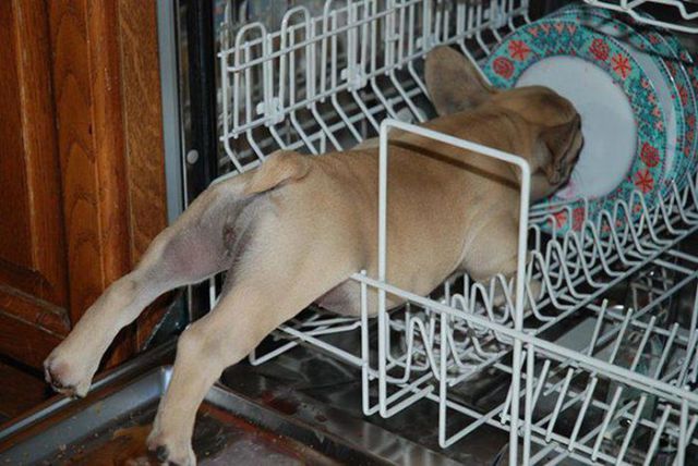 家具の間にはまっている犬と猫の可愛い写真