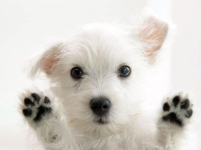 見ているだけで興奮してくる可愛い動物の画像