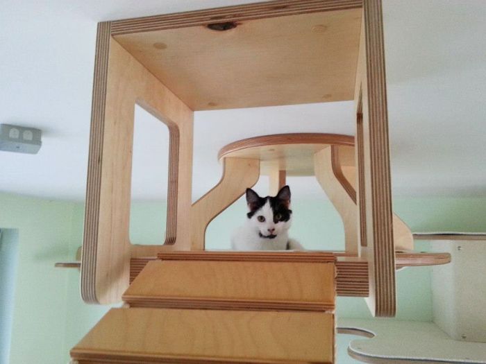 猫の遊び場の写真