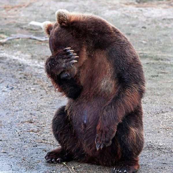 本当に可愛すぎる動物たちの写真