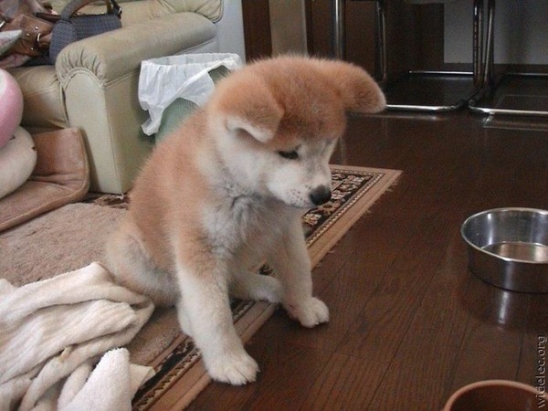 子犬の写真が本当に可愛すぎてワロタｗｗｗ写真