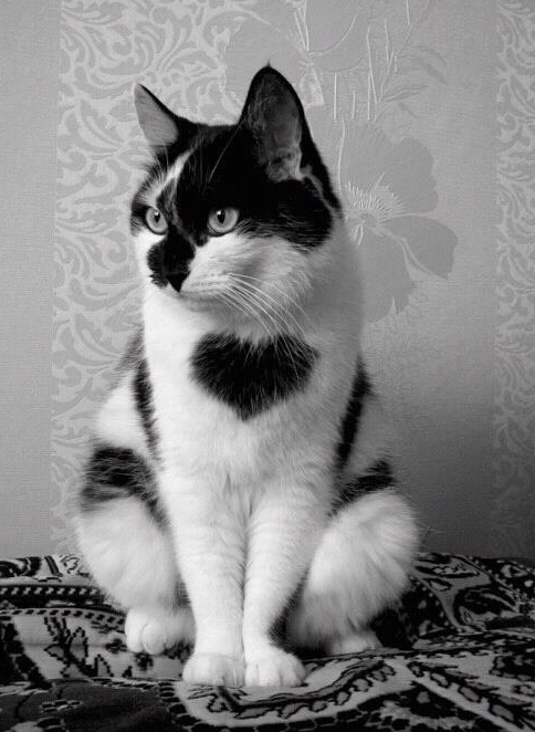 幸福を呼ぶハートマークの可愛い猫や犬の画像