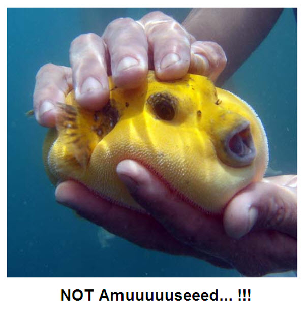 ちょこっとブサイクだけど愛嬌があって美しい魚の写真