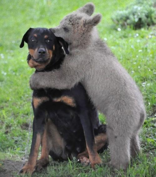 仲良しの動物カップルたちが可愛すぎる写真