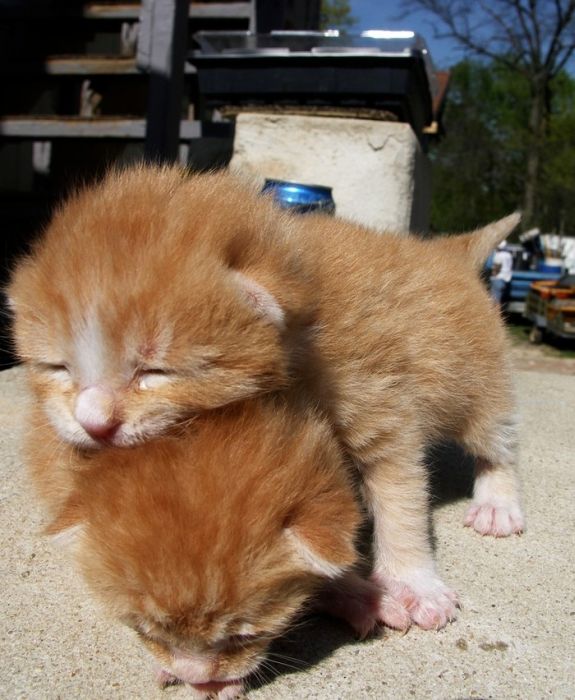 あまりの可愛さに驚くかわいい子猫の画像