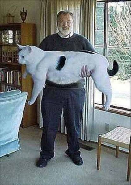 マジで驚く巨大生物の画像