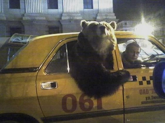 熊を散歩させるロシアの日常風景がヤバすぎる写真