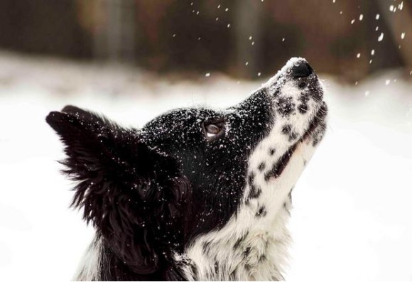 寒さも平気だよ！雪で遊ぶ可愛い動物たちの画像