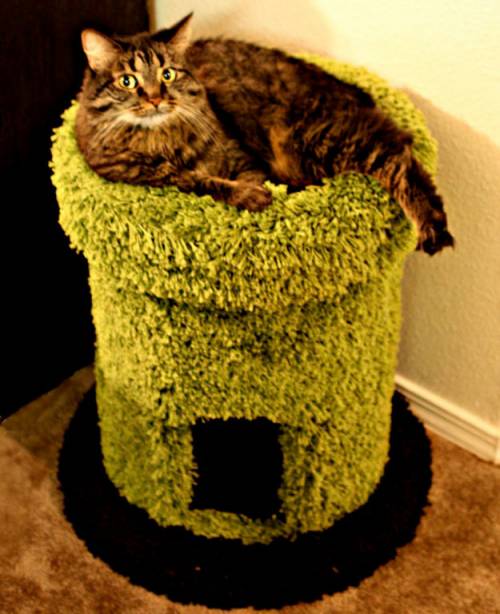 可愛い家の中にある猫の家