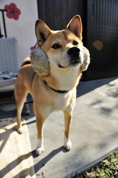 何だかほのぼのする動物の写真