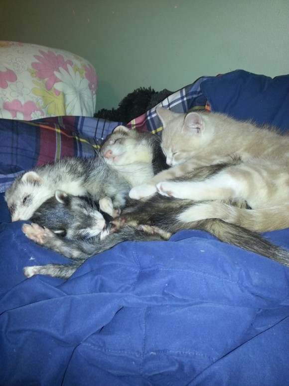 フェレットを多頭飼いしている飼い主が路上でさまよっている子猫を招き入れたらこうなった。